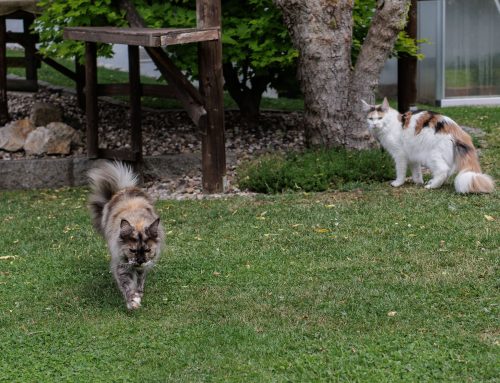 Tamina und Eve