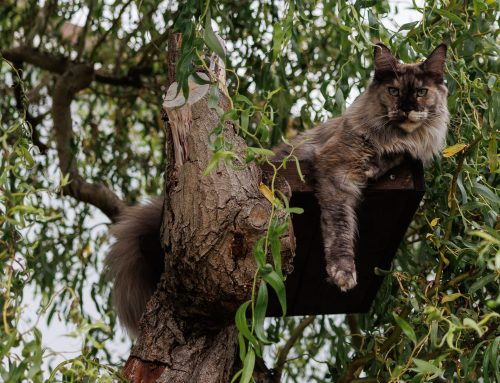 Schnappschüsse im Garten