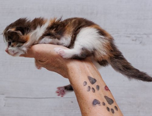 Schnappschüsse der Kitten
