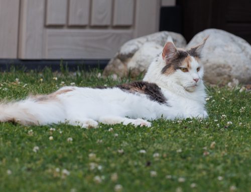 Schnappschüsse von Tamina und …..