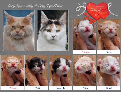 Babies von Tamina