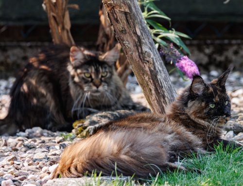 Bonita und Cinderella