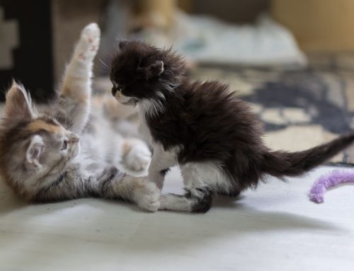 Neue Bilder der Kitten