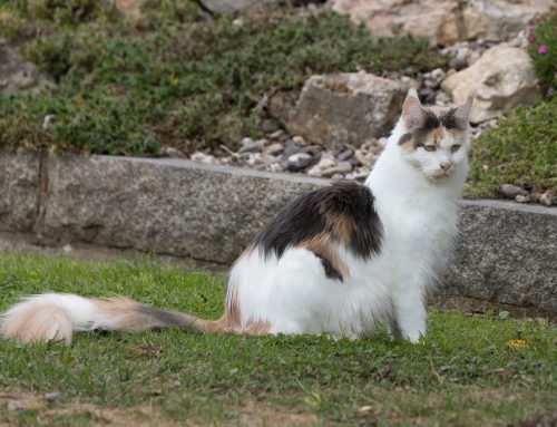 Tamina und Jacky + Auswanderer