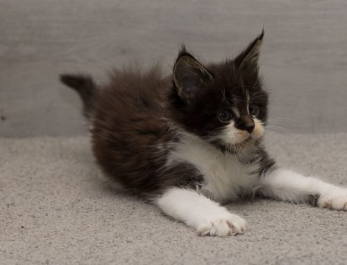 Bilder der Kitten