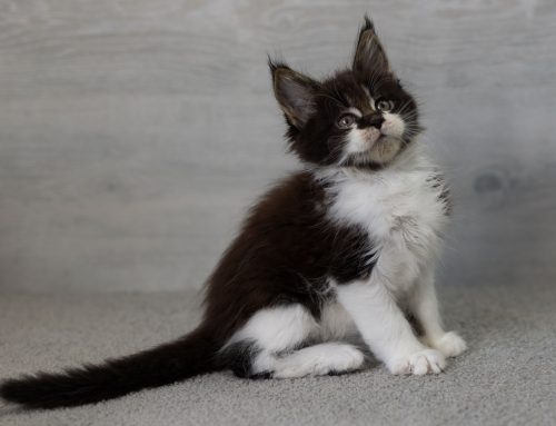 Neue Kittenbilder
