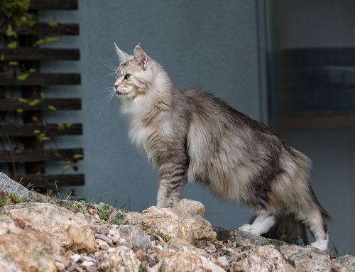 Heute im Garten