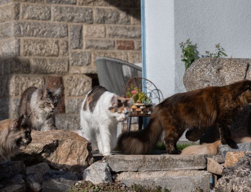 Goldener Oktober + Auswandererbilder